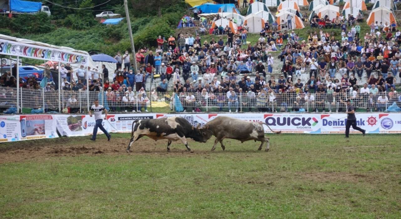 Artvin’de boğa güreşleri ilgi gördü