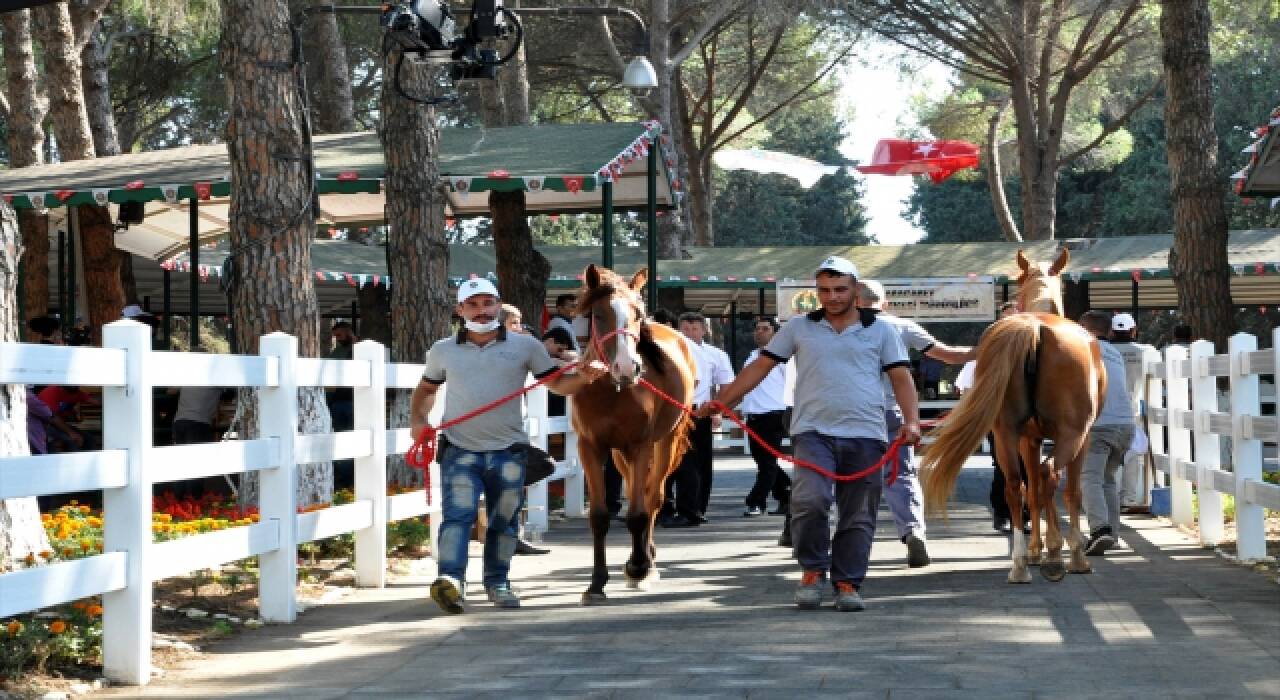 Bursa’da safkan Arap taylarının satışından 4 milyon 246 bin lira gelir elde edildi