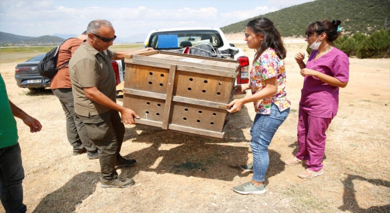 Antalya’da bitkin bulunup rehabilite edilen ak kuyruklu kartal doğaya salındı  