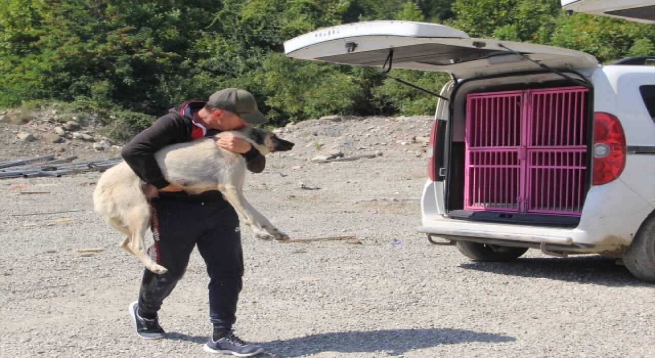 Sinop’ta selden 20 köpeği kurtarmanın mutluluğunu yaşıyor 