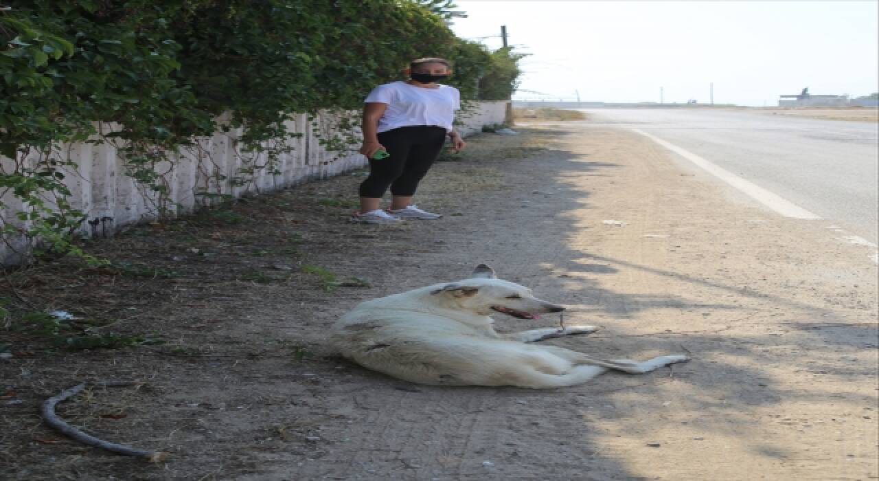 Adana’da özel güvenlik görevlisinin, sokak köpeğinin üzerine sıcak su dökmesi kamerada