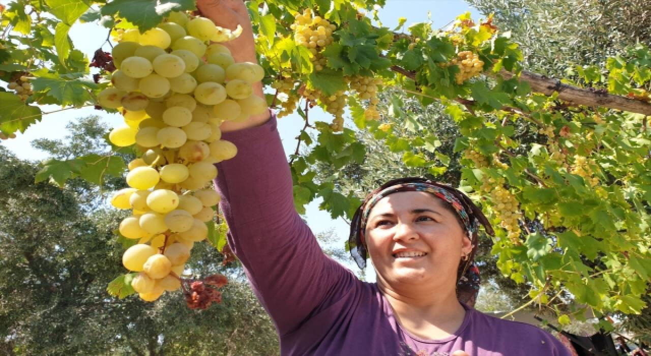 ÜZÜM PEKMEZİNİN YAPIMINA BAŞLADI