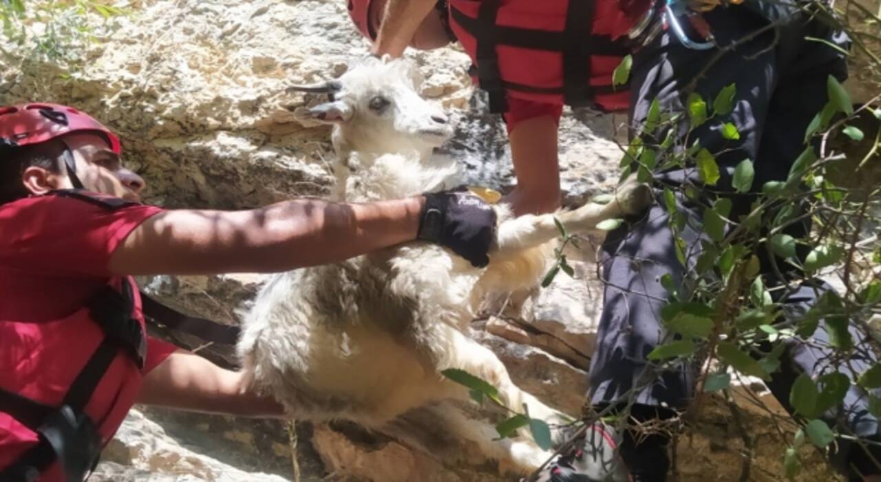 Erzincan’da kayalıklarda mahsur kalan keçileri JAK ve AFAD ekipleri kurtardı