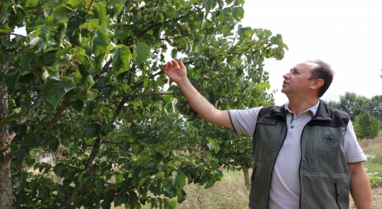 Türk fındığı genleri Bolu’da koruma altında