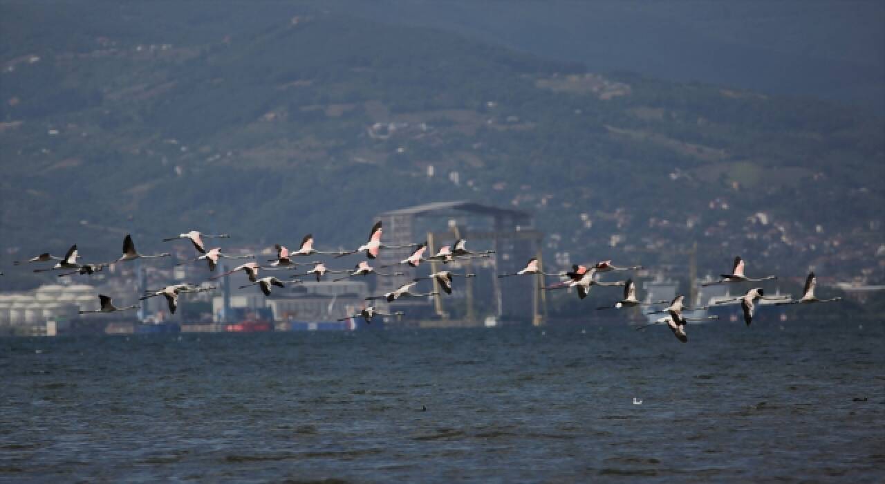 Flamingolar, İzmit Körfezi’nin misafiri oldu  