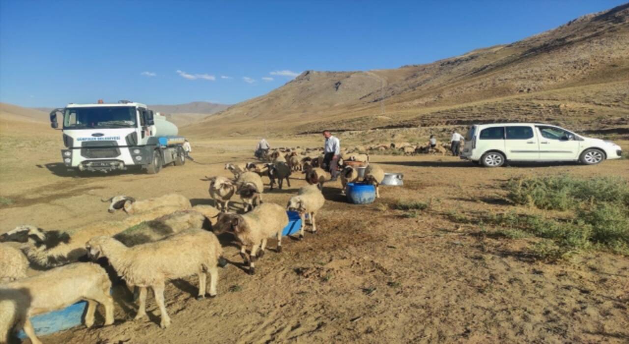 Van’da belediye ekipleri susuz kalan koyun sürüsüne tankerle su taşıdı