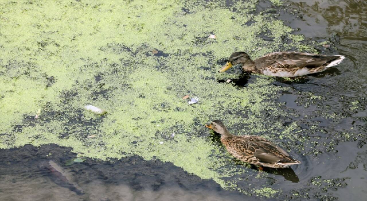 Tunca Nehri’ndeki kirlilik doğal yaşamı olumsuz etkiliyor