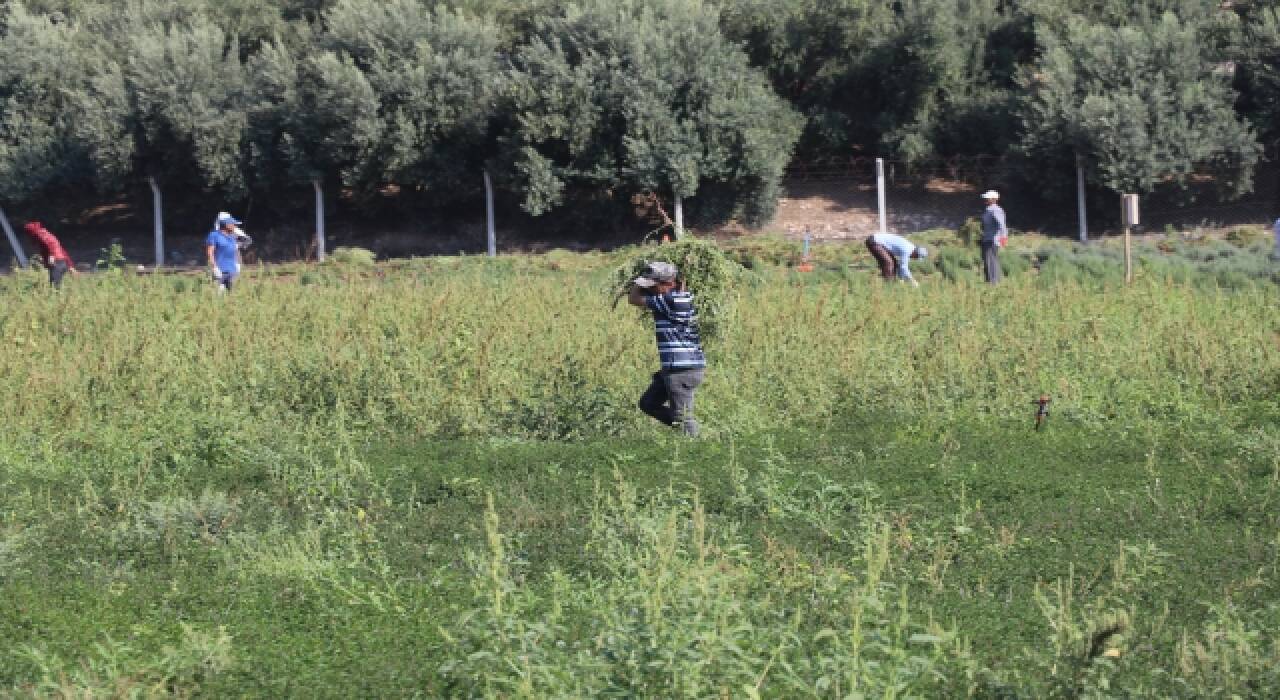 Adana’da deneme amaçlı ekilen tıbbi ve aromatik bitkilerin hasadı yapıldı