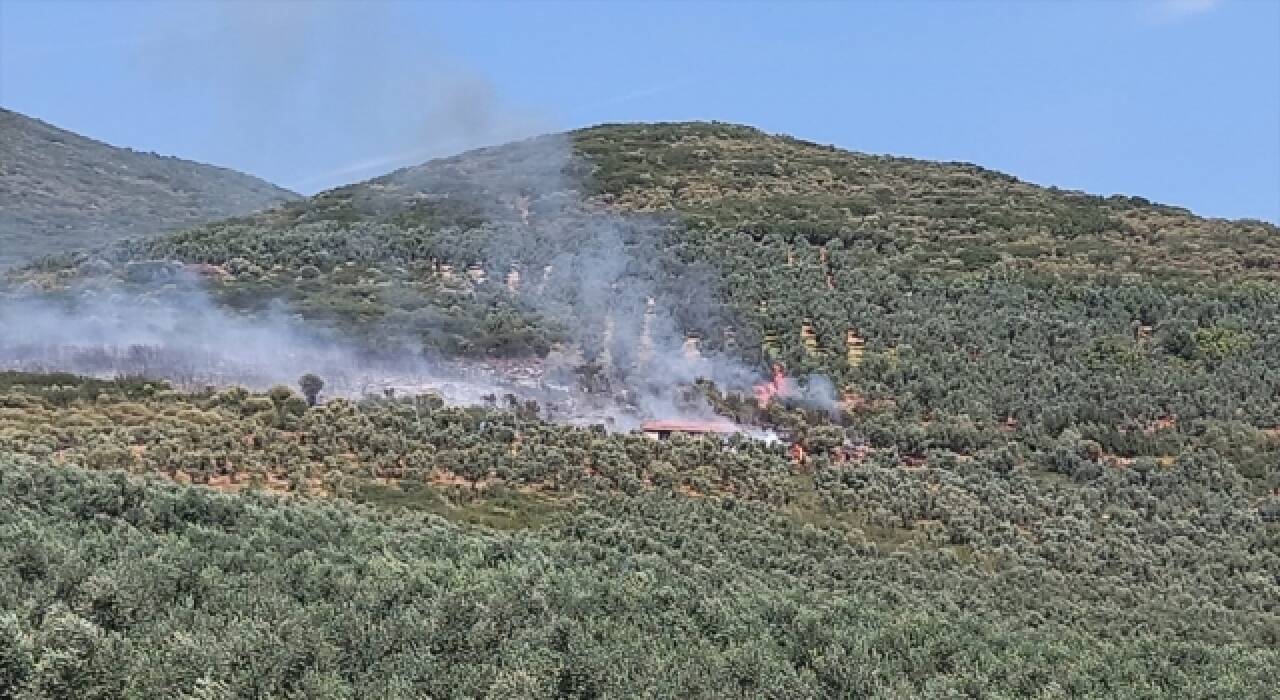 Bursa’da zeytinlik alanda çıkan yangın kontrol altına alındı