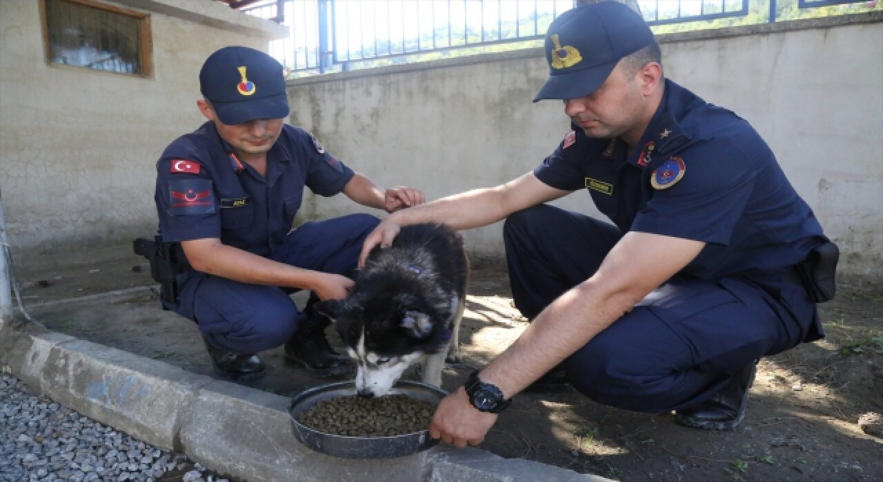 Selde yaşamını yitiren MEB personelinin köpeği ”Bozkurt”a jandarma sahip çıktı 