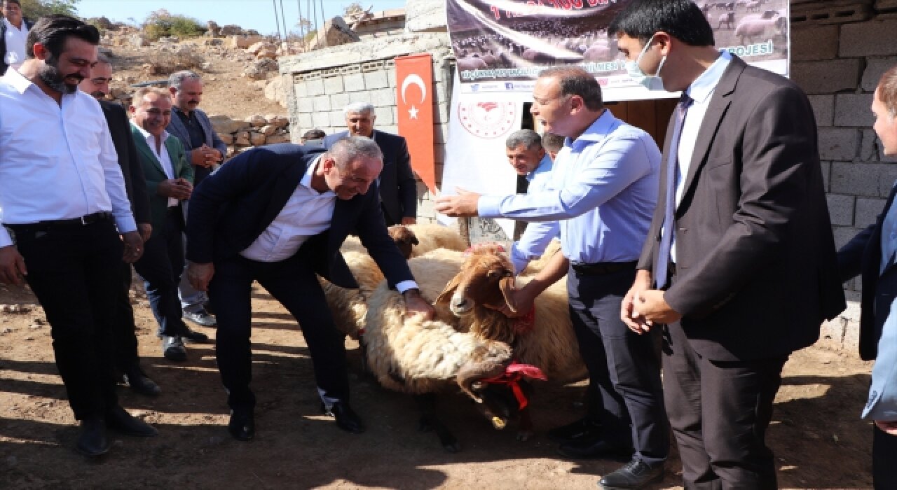 Siirt’te hayvancılığı geliştirme projesi kapsamında çiftçilere koyun dağıtıldı