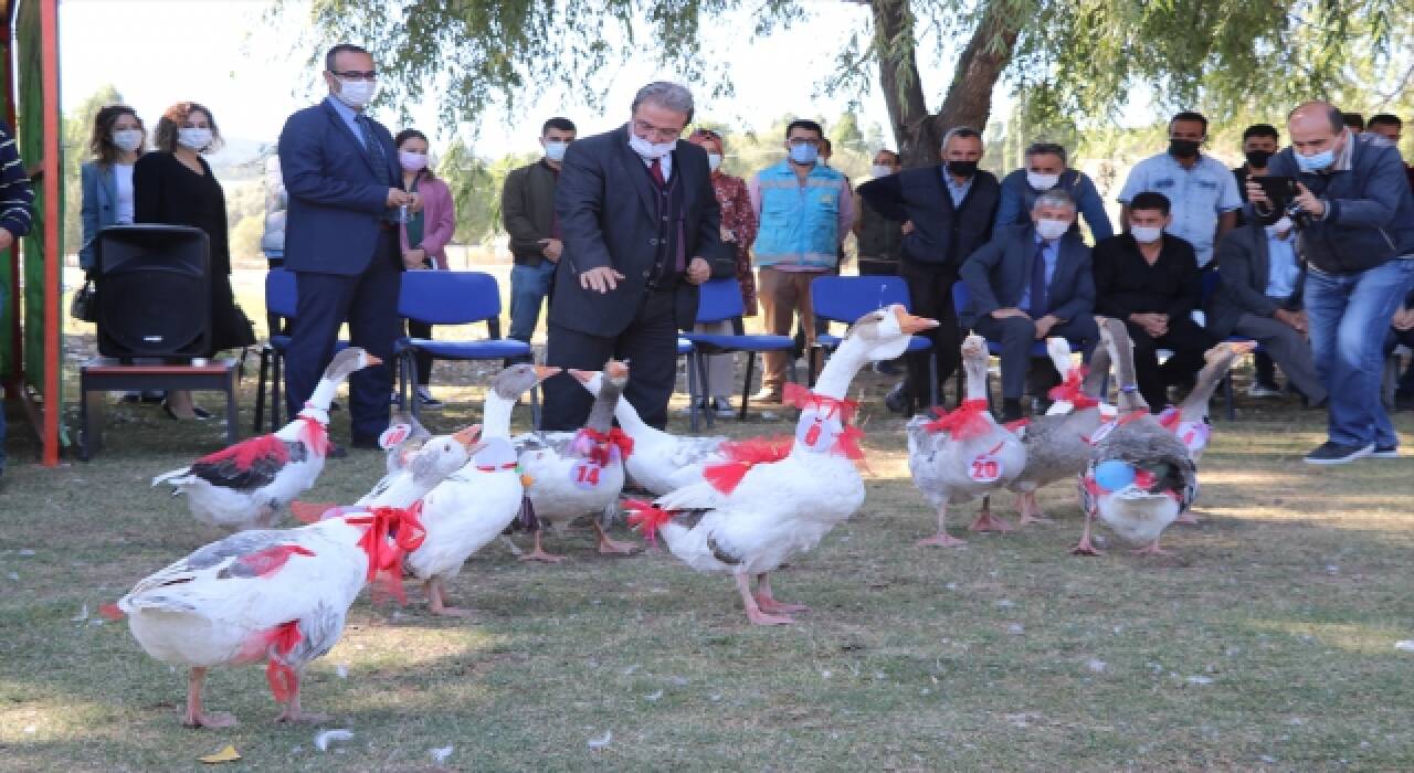 En Güzel Kaz Yarışması düzenlendi