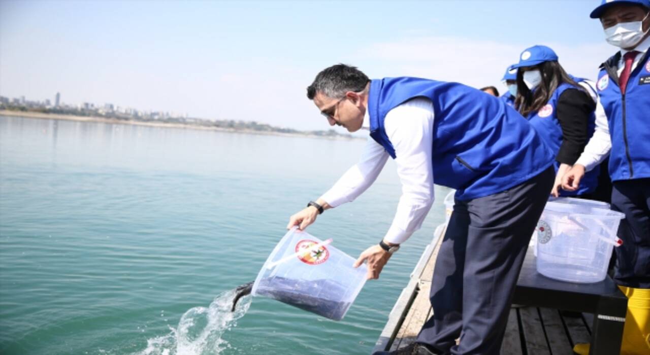 Seyhan Baraj Gölü’ne balık takviyesi