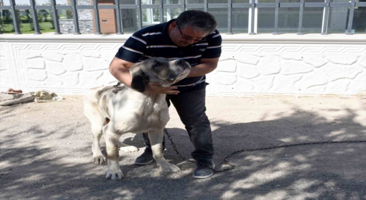 Çalınan malaklı cinsi köpek bulundu