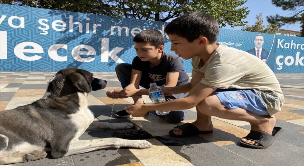 Sokak köpeğine çocuklardan yardım eli