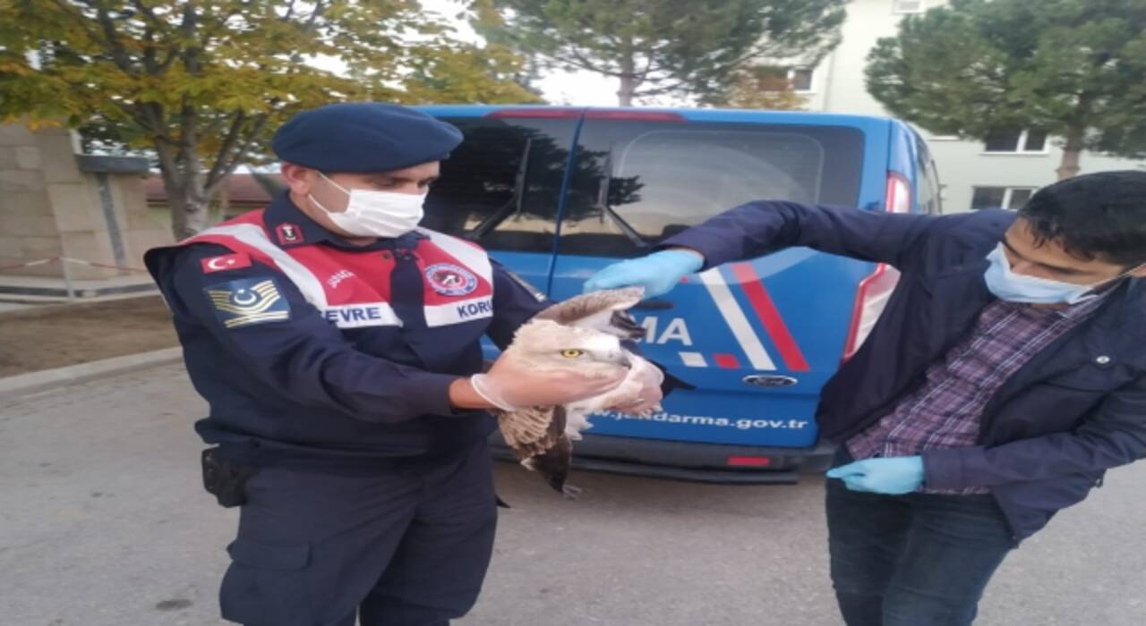 Tokat’ta jandarmanın bulduğu yaralı yılan kartalı tedavi altına alındı