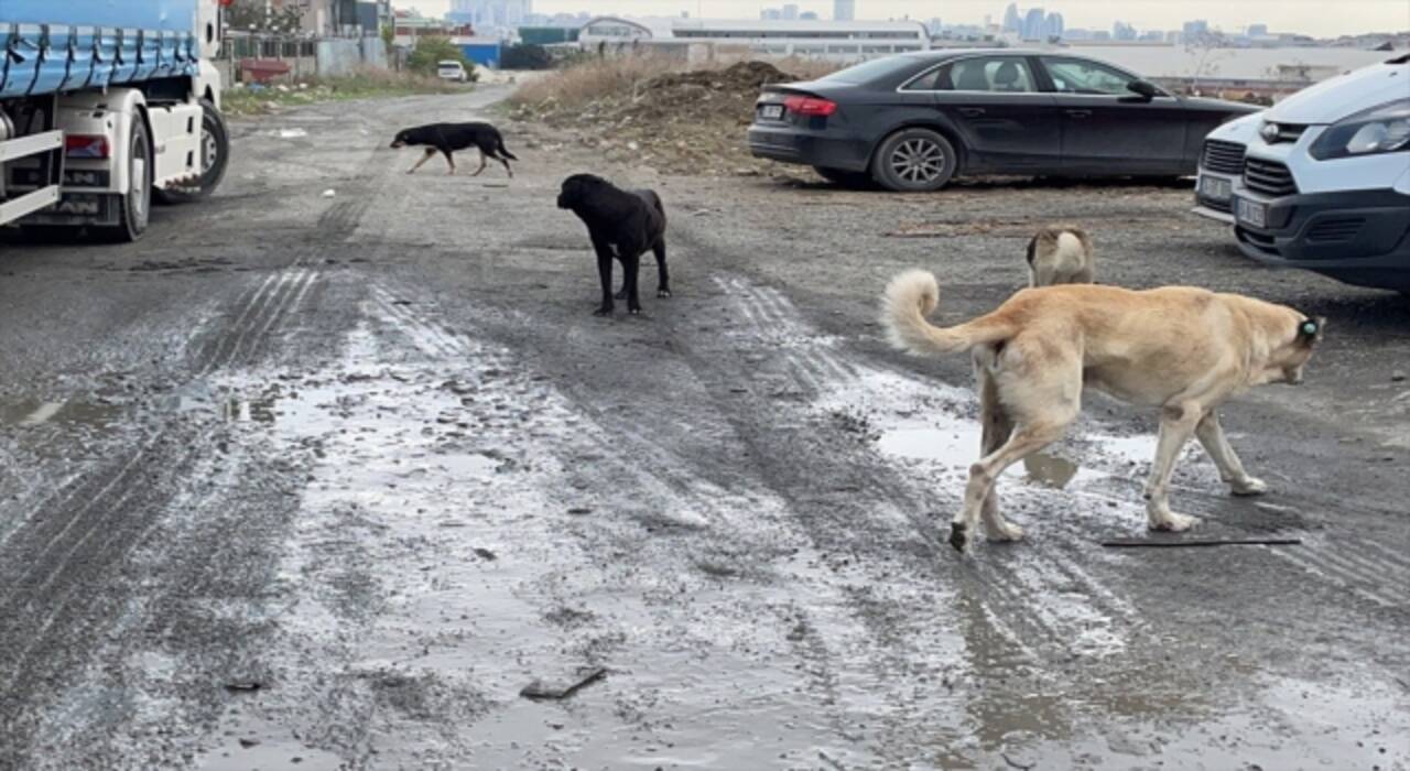 Esenyurt’ta başıboş köpekler için açık alana dökülen kemikler, vatandaşı ve esnafı rahatsız ediyor 