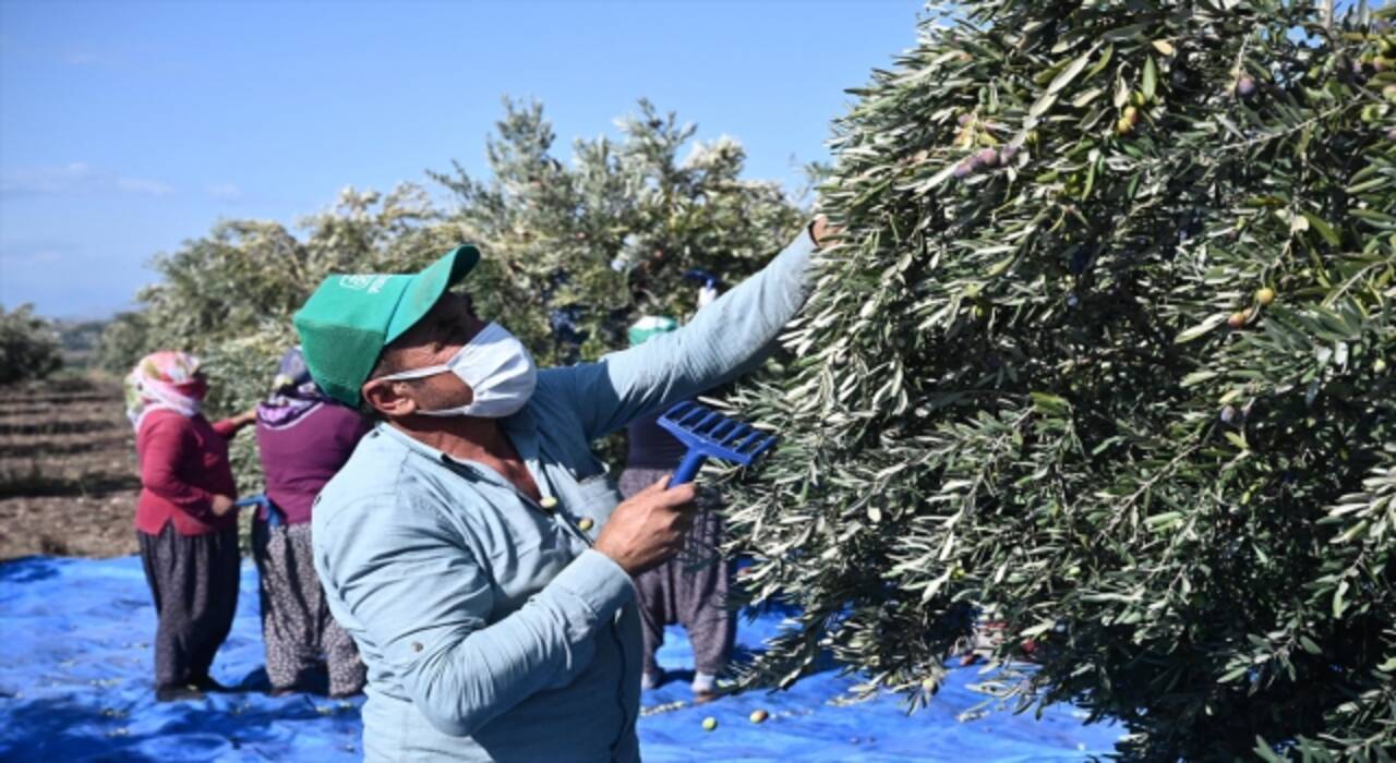 Osmaniye’de zeytin hasadı başladı