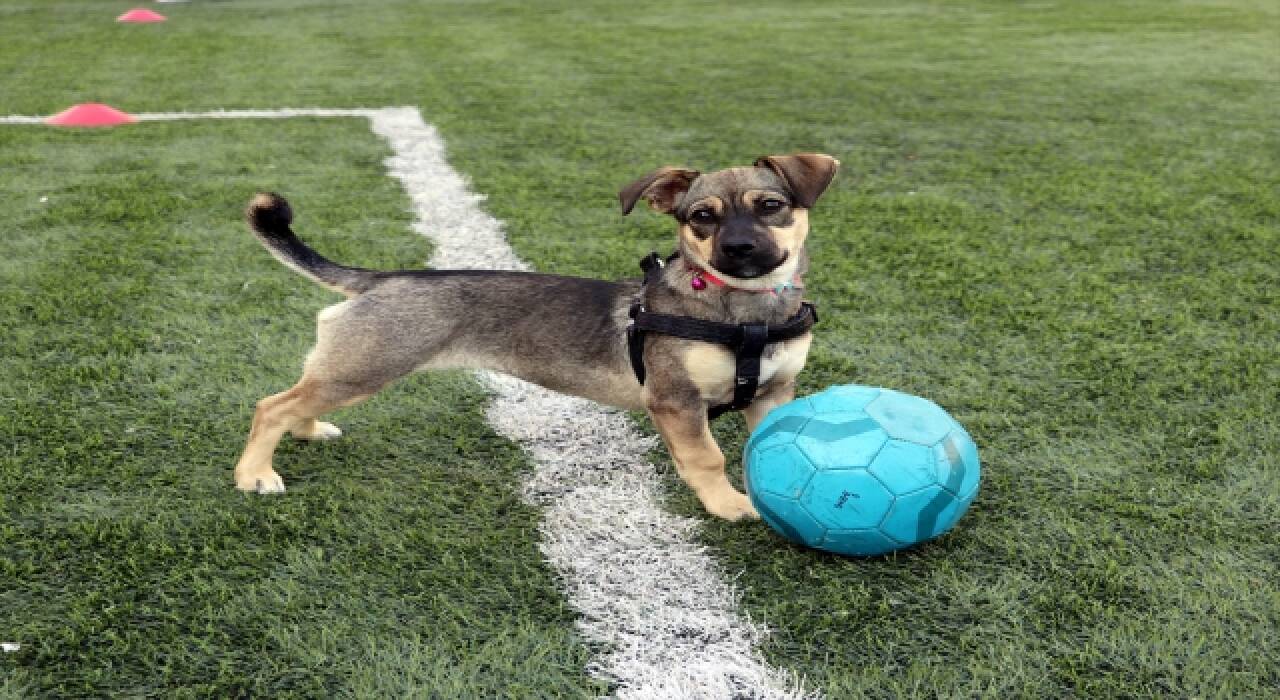 Minik ”Bırçın” futbol takımının maskotu oldu