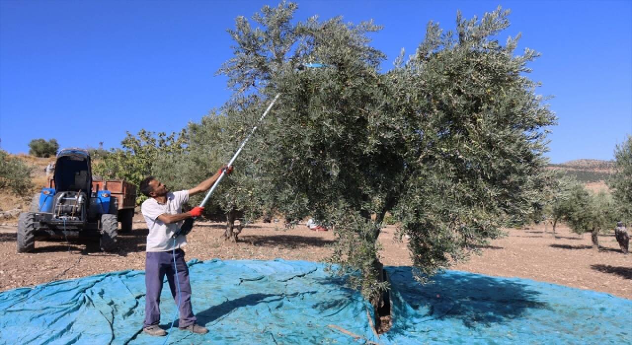 Kilis’te zeytinin yağa dönüşüm yolculuğu başladı