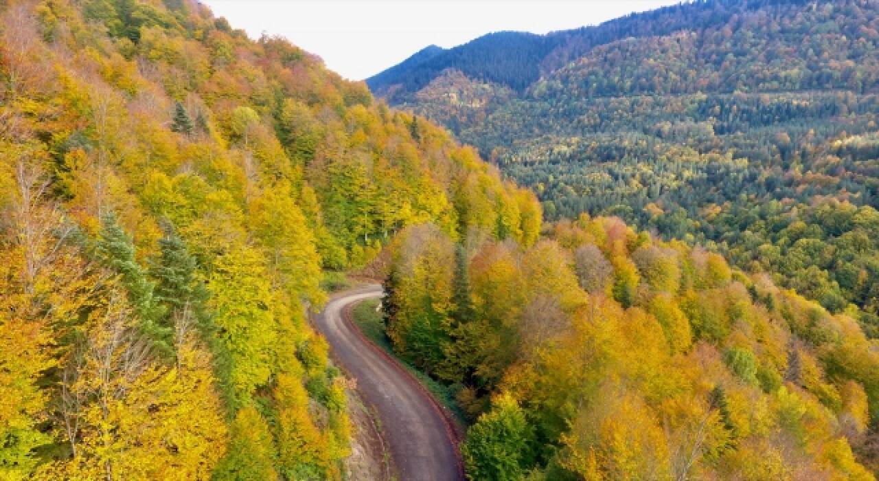 Düzce’nin ormanlarında sonbahar renkleri