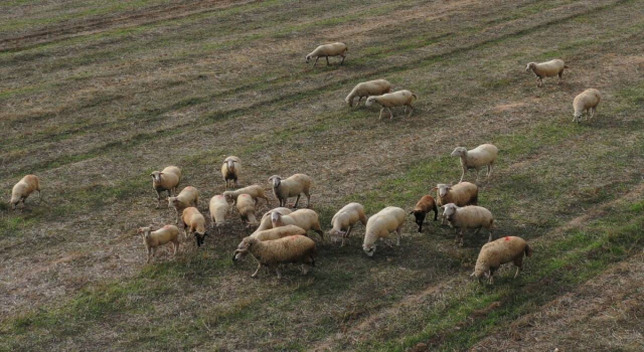 Edirne’de 8 köyde uygulanan ”mavi dil hastalığı” karantinası sona erdi