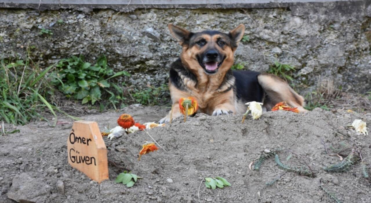 Sahibi vefat eden köpek mezarın başından ayrılmıyor