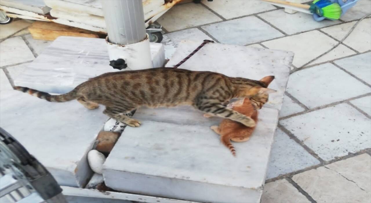 Bodrum’da tabela ve duvar arasına sıkışan kedi yavrusu kurtarıldı