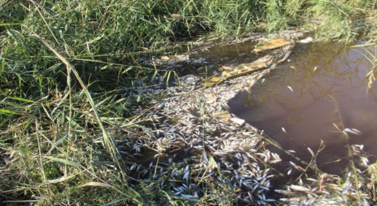 Aydın’da Büyük Menderes Nehri’nde toplu balık ölümleri görüldü