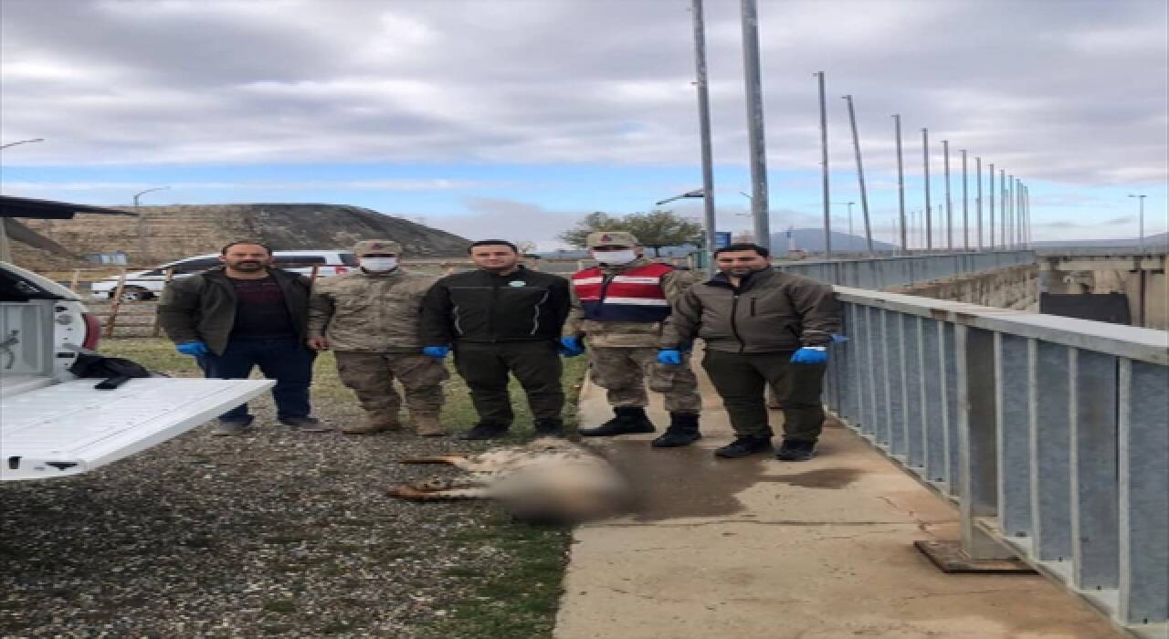 Şanlıurfa’da nesli tükenme tehlikesi altındaki çizgili sırtlan yolda ölü bulundu