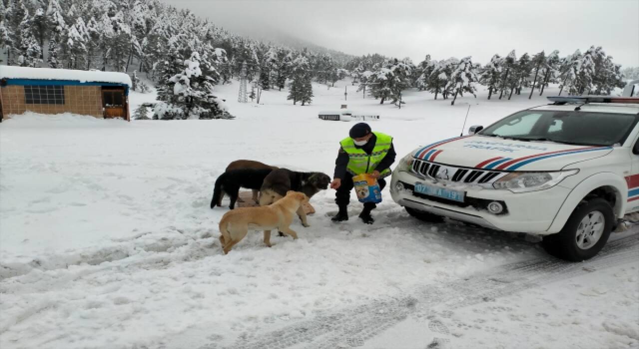 Antalya’da karın etkili olduğu yolda jandarma, sokak hayvanlarına yiyecek dağıttı