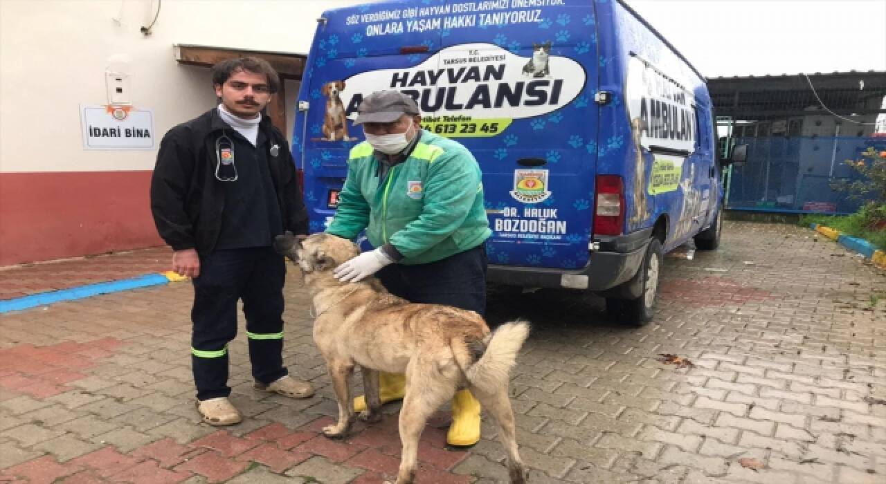 Mersin’de hareket halindeki araca köpek bağlayan kişiye para cezası