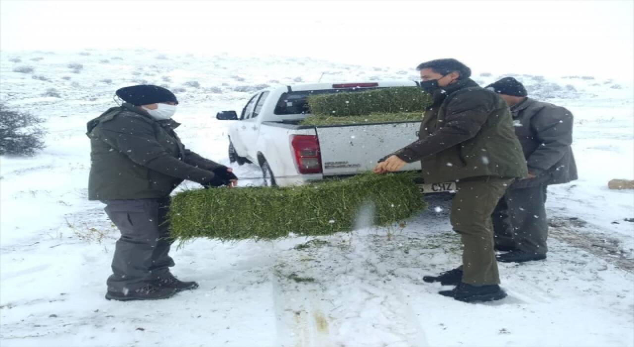 Kervansaray Dağı’ndaki Anadolu yaban koyunları için doğaya yem bırakıldı