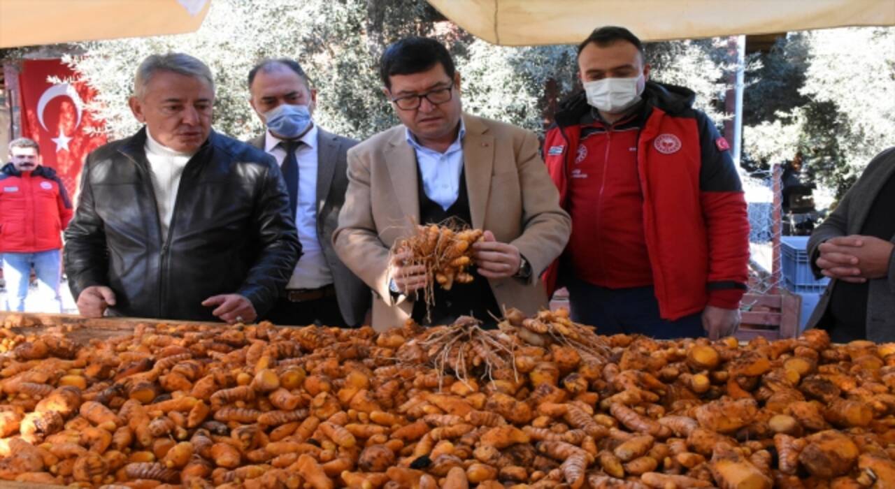 Muğla’da hasadı yapılan zerdeçal, üreticisinin yüzünü güldürdü