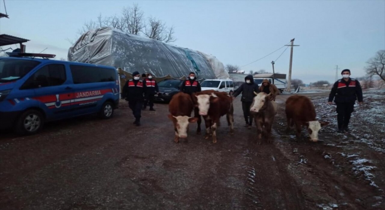 Bursa’da büyükbaş hayvan çalan 3 kişi gözaltına alındı