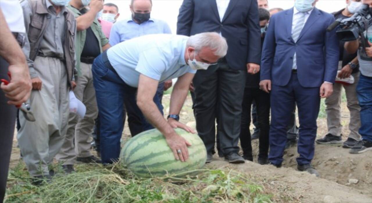 Diyarbakır’da ağırlığıyla yarışacak karpuzlar hasat edilmeye başlandı