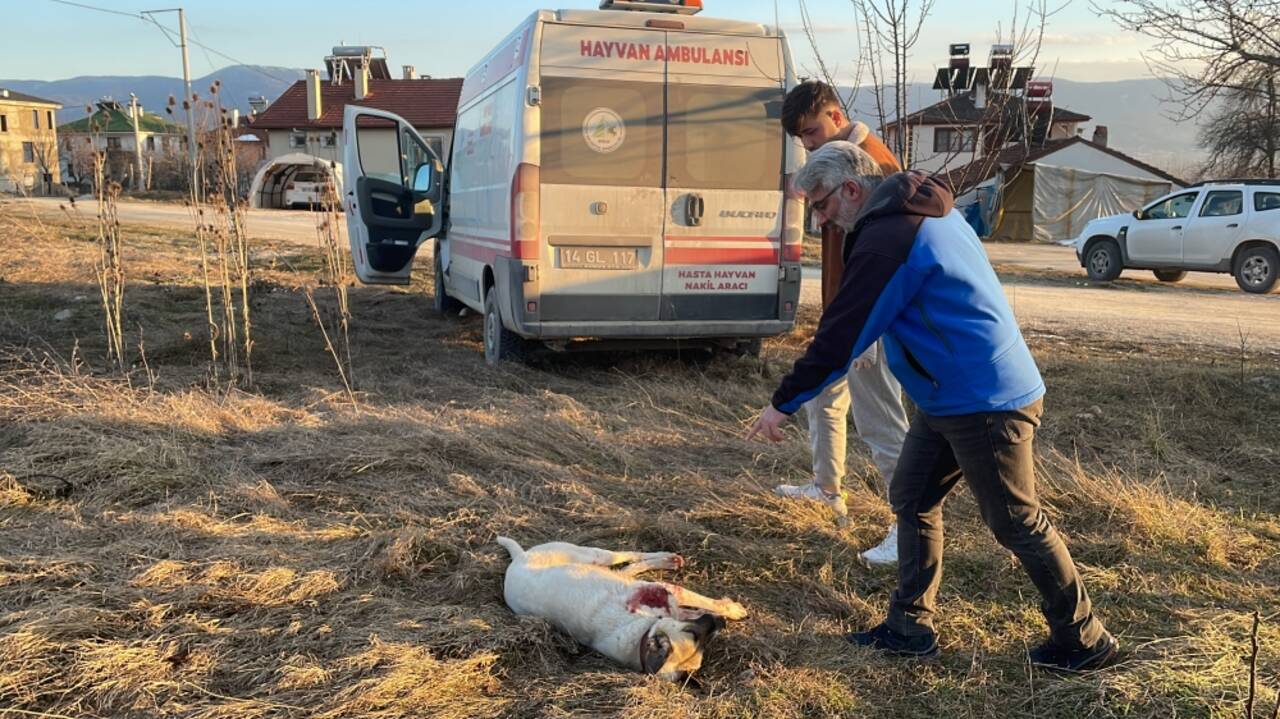 Bolu'da sahipli köpeği tüfekle yaralayan kişiye adli işlem yapıldı