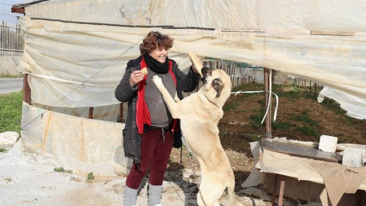 İzmir Gaziemir'de can dostları 'çiçek'lerle besliyor!