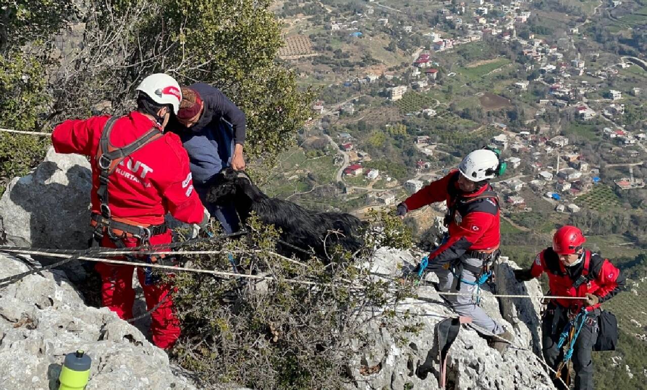 Mersin'de kayalıklarda mahsur kalan keçiyi AKUT ekipleri kurtardı