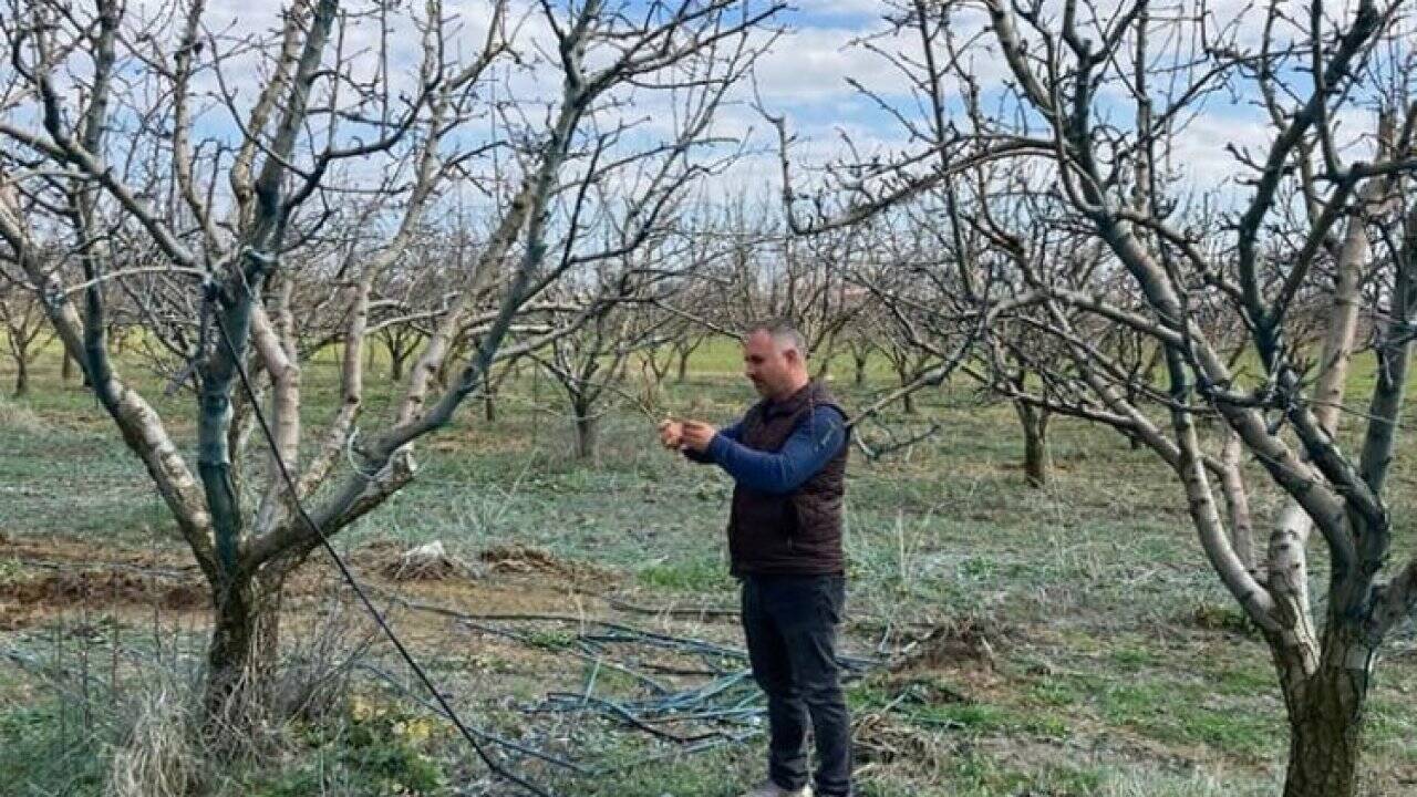 Mudanya İlçe Tarım'dan fenolojik kontrol