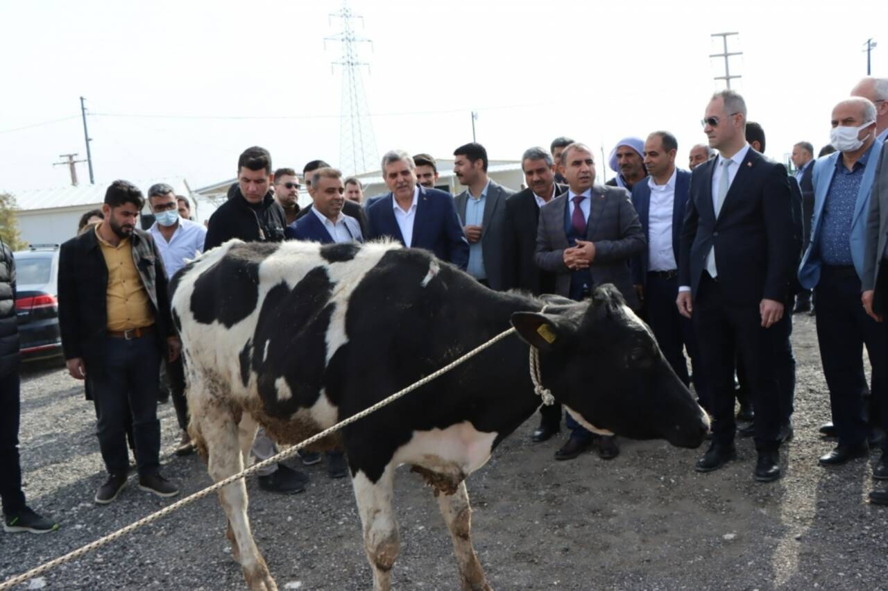 Şanlıurfa'da besicilere büyükbaş hayvan dağıtıldı