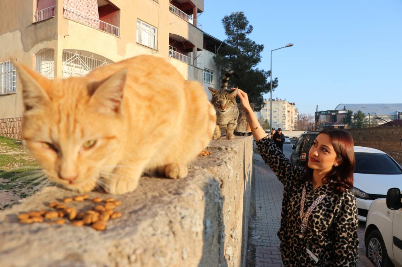 Siirtli genç kız sokak kedilerinin gönüllü bakıcısı oldu