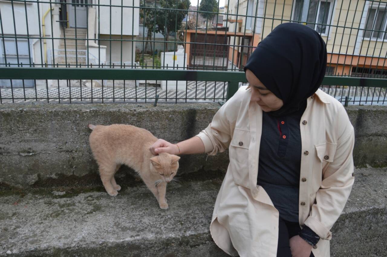 Tedavi ettirdikleri kediyi sahiplenen öğrenciler "Güçlü"ye okulda bakıyor