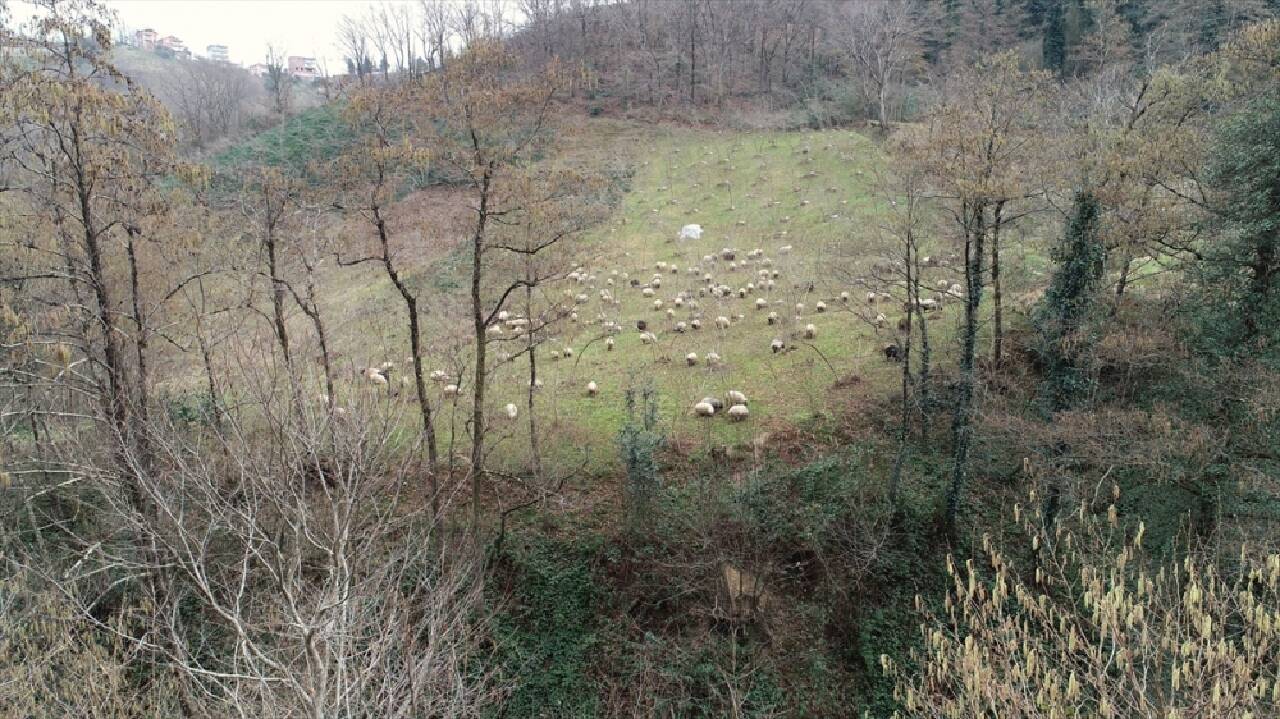 Trabzon'un dik yamaçlarındaki meralar koyun sürüleriyle şenlendi