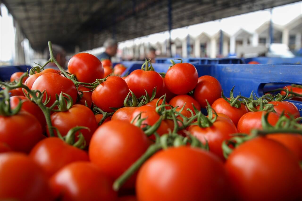 Antalya Toptancı Hali'nde yaş sebze fiyatları yaklaşık yüzde 50 düştü