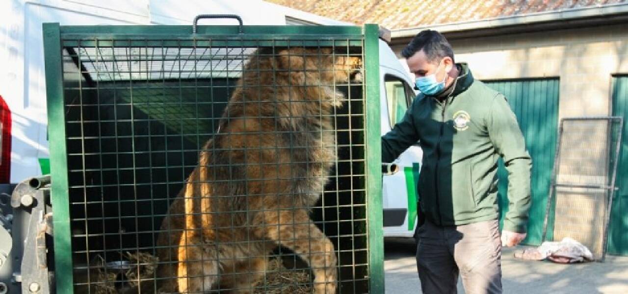 Ukrayna'da savaşın arasında kalan altı aslan tahliye edildi!