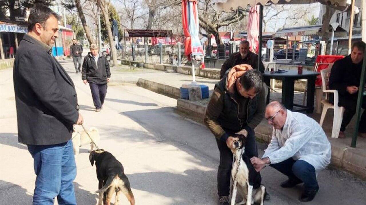 Bursa Mudanya'da 30 av köpeği kimliklendirildi