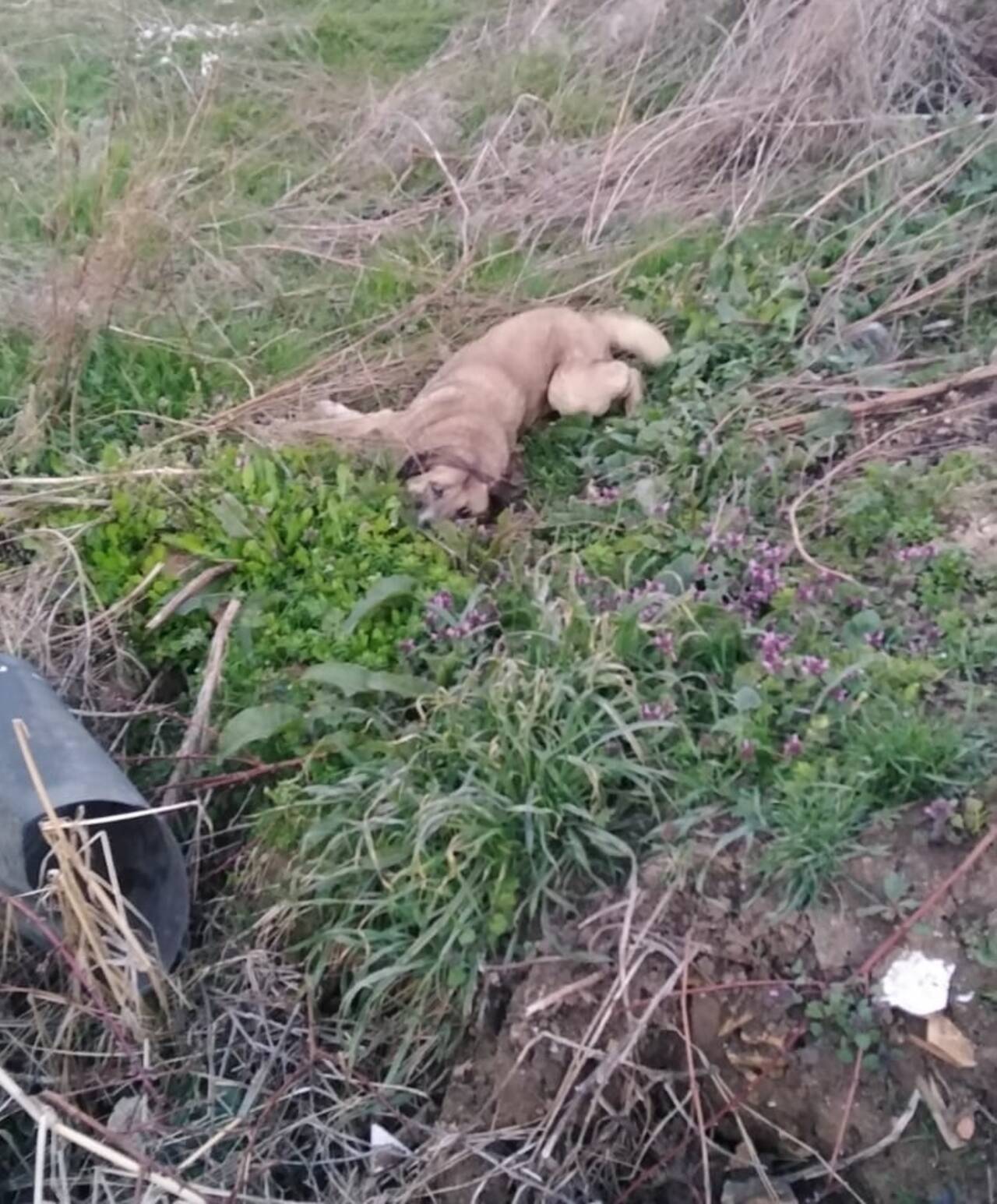 Bursa'da zehirlenen 9 köpek öldü