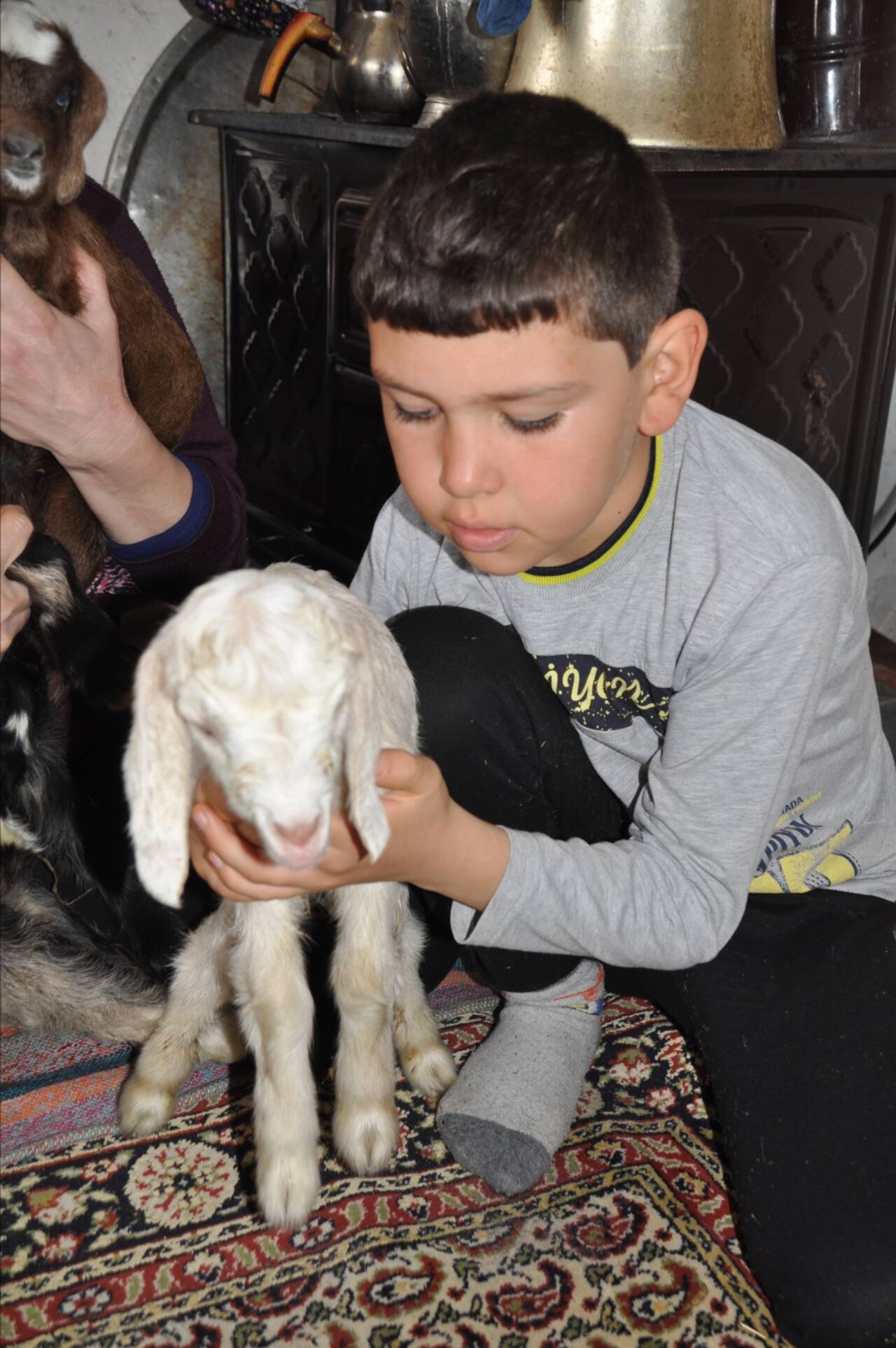 Donmasınlar diye eve aldıkları üçüz oğlaklara çocukları gibi bakıyorlar