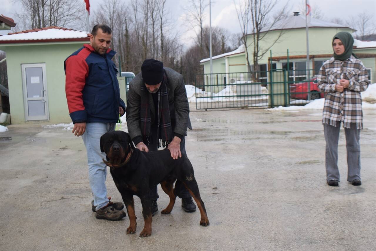 DÜZCE - Kötü muamele gören köpeğin bakımını "Bipativer" üstlenmek istedi